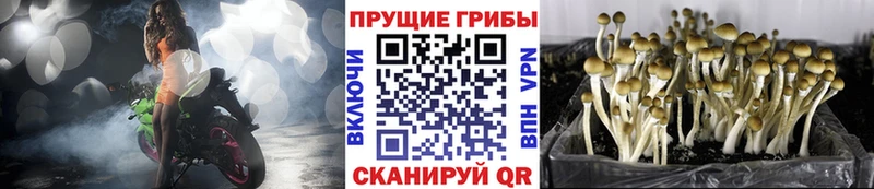 Купить закладки  Салават  Псилоцибиновые грибы ЛСД 